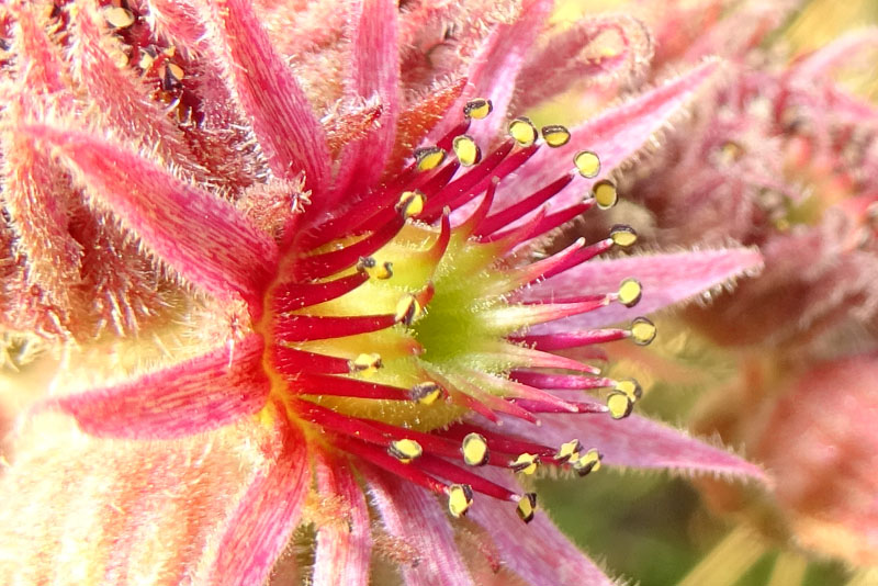 Sempervivum tectorum - Crassulaceae